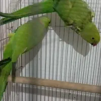 جفت ملنگو روی تخم