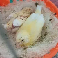پرنده|پرنده|سنندج, |دیوار