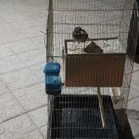 مرغ مینا سخنگو