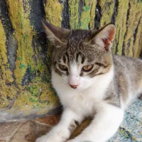 بچه گربه ملوس|گربه|بندر انزلی, لیچارگی حسن رود|دیوار