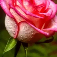 پیداشدن فلش میدان امام