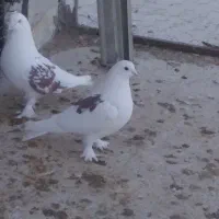 یک جفت پشتار اصیل