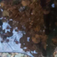 میز شیشه ای|بوفه، ویترین، کنسول|لواسان, |دیوار