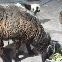 گوسفند
