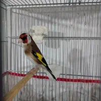 سهره جفتی|پرنده|هشتگرد, شهرک وحدت|دیوار