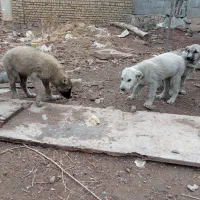 سگ سرابی توله|سگ|چناران, |دیوار