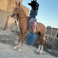 کره نریون