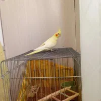 عروس هلندی لوتینوزعفرانی کینگ سایز