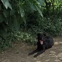 سگ نگهبان ژرمن بلک نر یک ساله