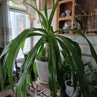 ملکه خدا(اشک خدا)