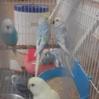 مرغ عشق|پرنده|نیشابور, محله میدان باغات|دیوار