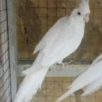 جفت عروس هلندی البینوی نر ماده جوان برای معاوصه