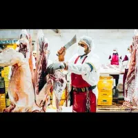 گوسفند خونی