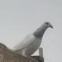 کفتر|پرنده|اسفراین, |دیوار