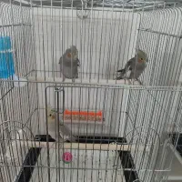 جوجه عروس هلندی