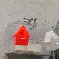 فروش چند عدد فنچ بنگال