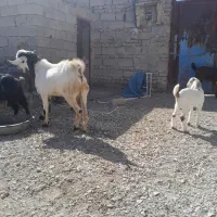 فروش فوری تروشت محلی 18 تومان|حیوانات مزرعه|سراوان, |دیوار