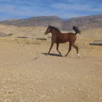 سلام یک عدد کره مادیان کرد|اسب و تجهیزات اسبسواری|ایلام, |دیوار