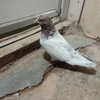 کبوتر|پرنده|مسجد سلیمان, |دیوار