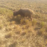 کوه و تیشتر نر ومیش زایده|حیوانات مزرعه|شوشتر, |دیوار