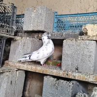 کفتر پرشی حاجی آباد