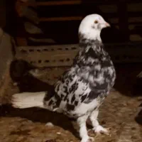 هما شازده|حیوانات|یزد, |دیوار