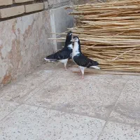 یک جفت جوجه دمگیر