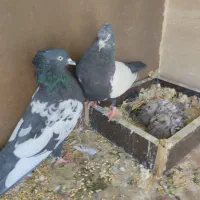کفترسینه سیاه باجوجه