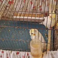 عروس هلندی مولد