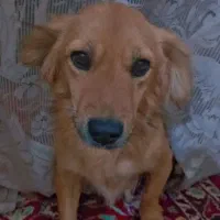 سگ پاپی