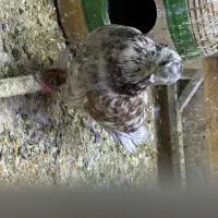 کفتر|پرنده|سیرجان, |دیوار