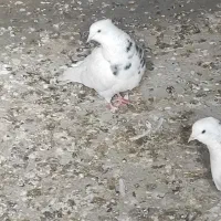 6عدد سرطان|حیوانات|خرم‌آباد, |دیوار