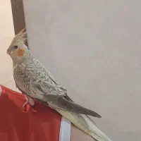 عروس هلندی مرواریدی