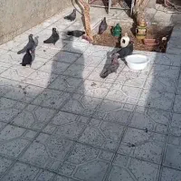 کفترزاغ چندجفت