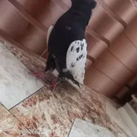 کفتر پرشی صید|پرنده|مشهد, کارمندان دوم|دیوار