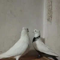 کفتر رنگی خوشگل