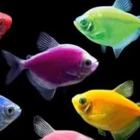 ماهی کالر بسیار خوش سایز