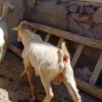 بز سانن درجه یک