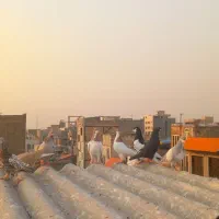 کبوتررنگی دمسفیدچپ ساده چادری قرچک|پرنده|قرچک, مهدیه|دیوار