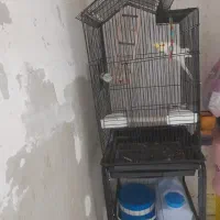 عروس هلندی نر با قفس