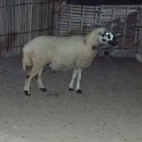 میش داشتی|حیوانات مزرعه|قلعه قاضی, |دیوار