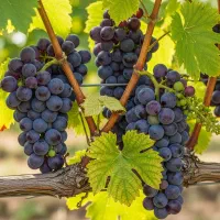 نـهال انــگور یاقوتی زودرس شیرین و پرمحصول