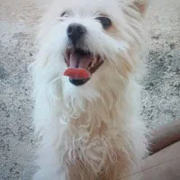 سگ شینتزو روباهی