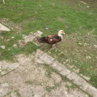 اردک اسرائلی|حیوانات مزرعه|املش, |دیوار