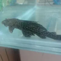 ماهی آکواریومی|ماهی|ایرانشهر, |دیوار