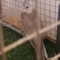 طوط|پرنده|سلماس, |دیوار