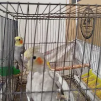 عروس هلندی مولد