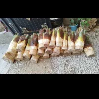 قطع نخل رایگان|خدمات باغبانی و درختکاری|میناب, |دیوار