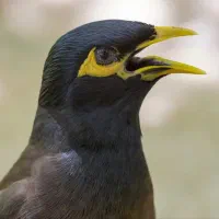 مرغ مینا گمشده