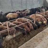 فروش بره سنگین بالا ۶۰ کیلو